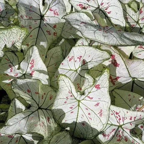 thumbnail for publication: Strawberry Star™ Caladium—A Spotted, Fancy-Leaved Variety for Use in Containers and Landscapes